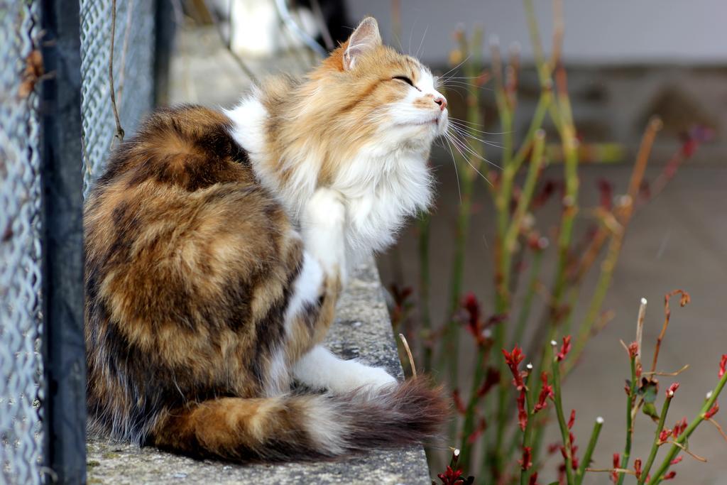 La Maison Des Chats Saint-Mary-le-Plain ภายนอก รูปภาพ