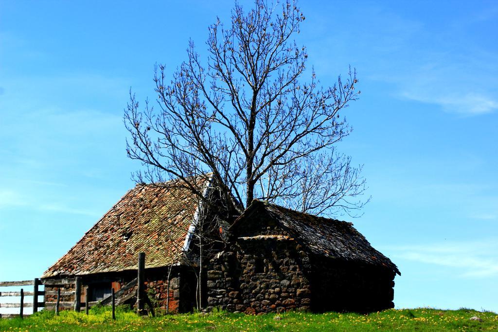 La Maison Des Chats Saint-Mary-le-Plain ภายนอก รูปภาพ