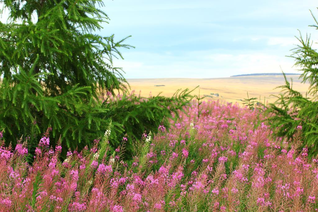 La Maison Des Chats Saint-Mary-le-Plain ภายนอก รูปภาพ